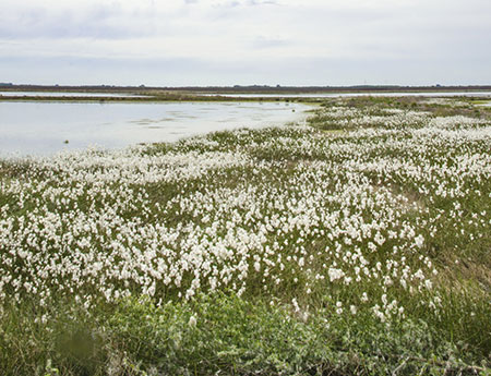 Example of a Coastal Plain